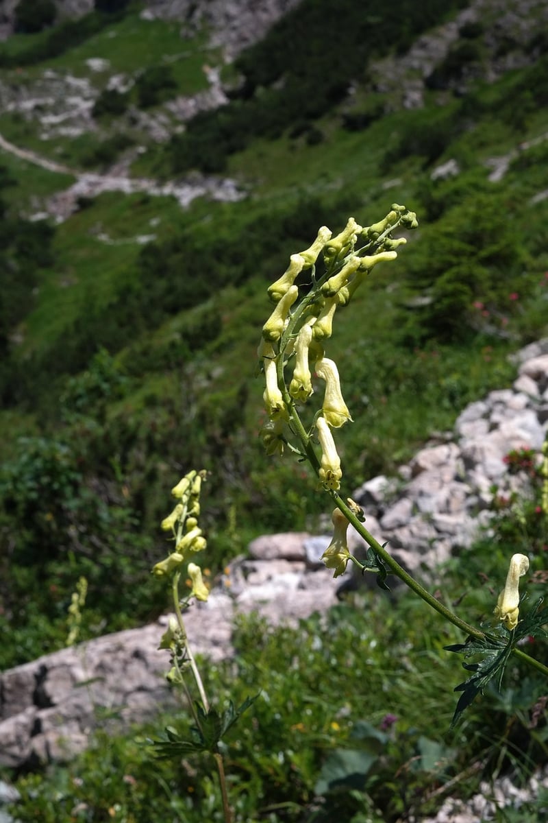 Wolfsbane Plant